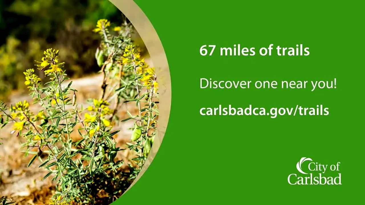City TV Carlsbad live