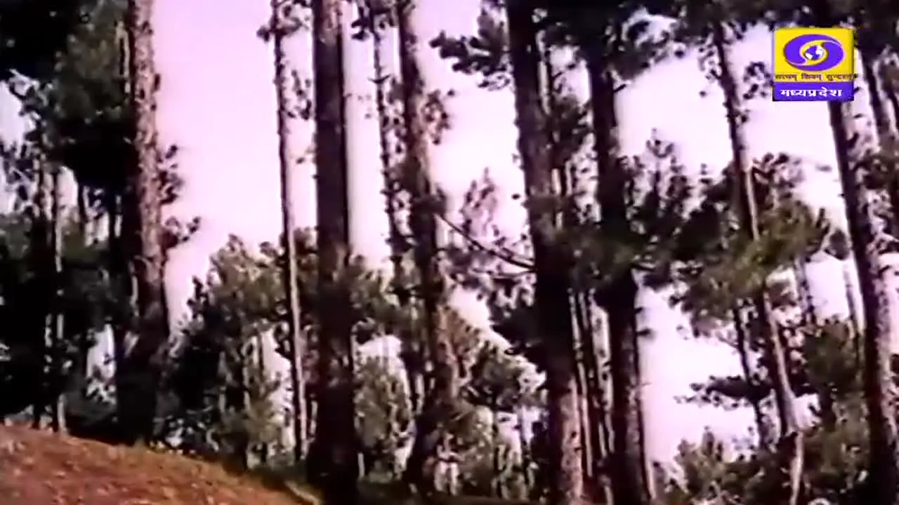 DD Madhya Pradesh live