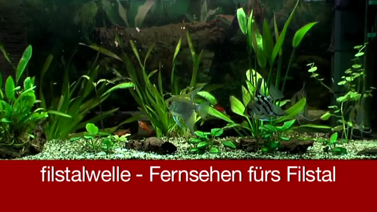 Filstalwelle live
