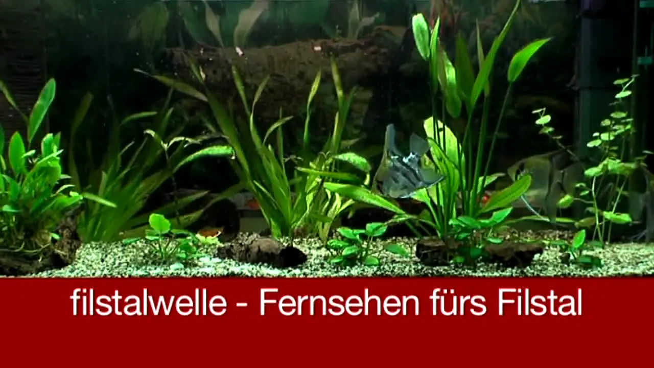 Filstalwelle ao vivo