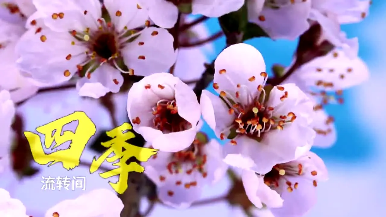 Hebei TV na żywo