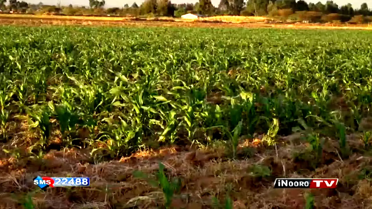 Inooro TV in diretta