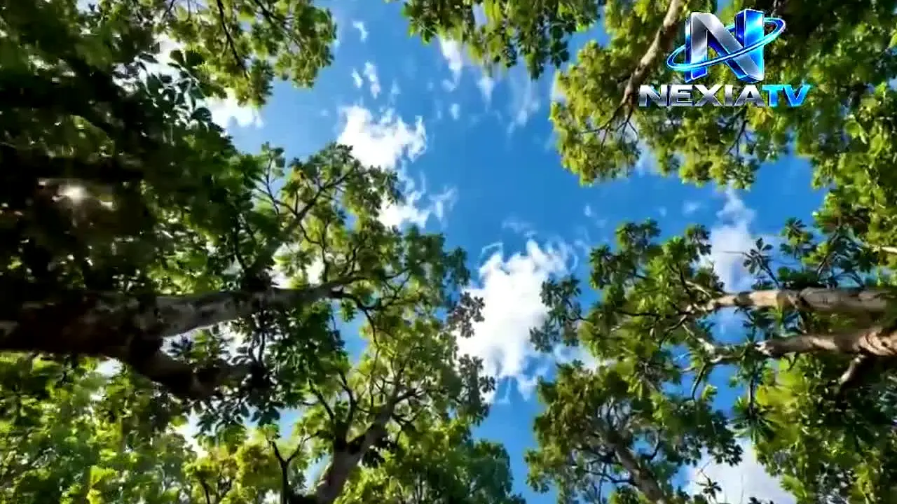 Lena TV ao vivo