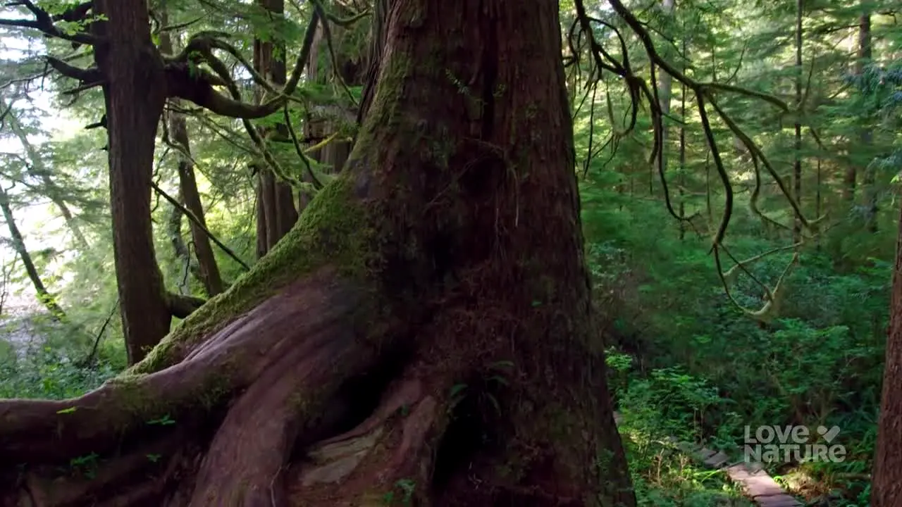 Love Nature in diretta
