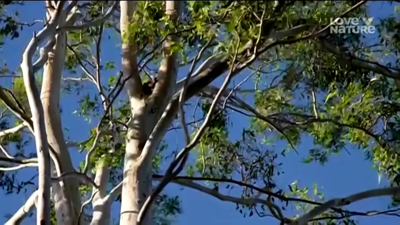 Love Nature en Espanol live
