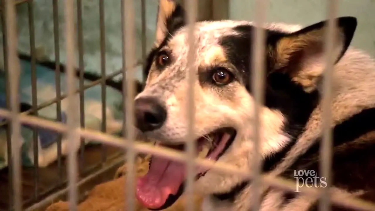 Love Pets in diretta