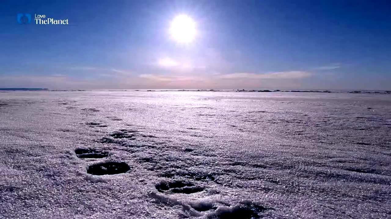 Love The Planet in diretta