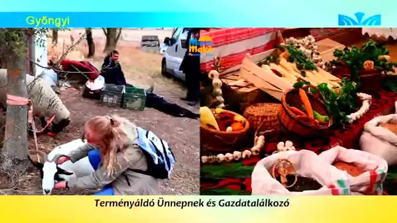 Makoi Varosi Televizio live