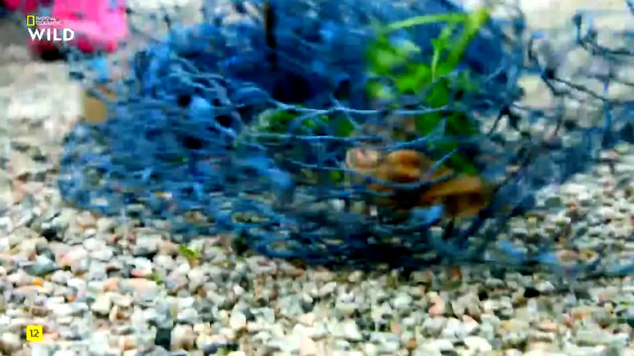 National Geographic Wild live