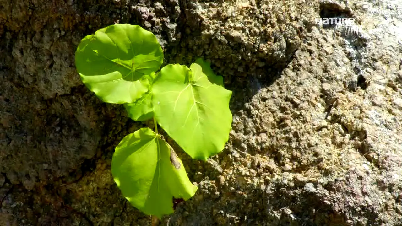 NatureTime AU en direct