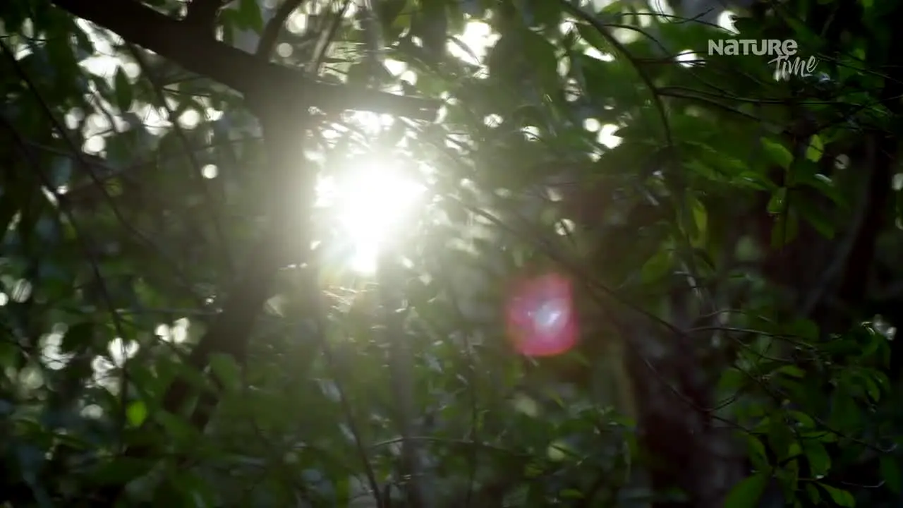 NatureTime live