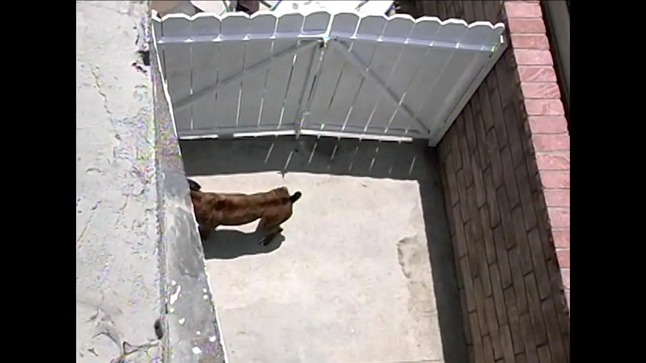 O Encantador de Cães live