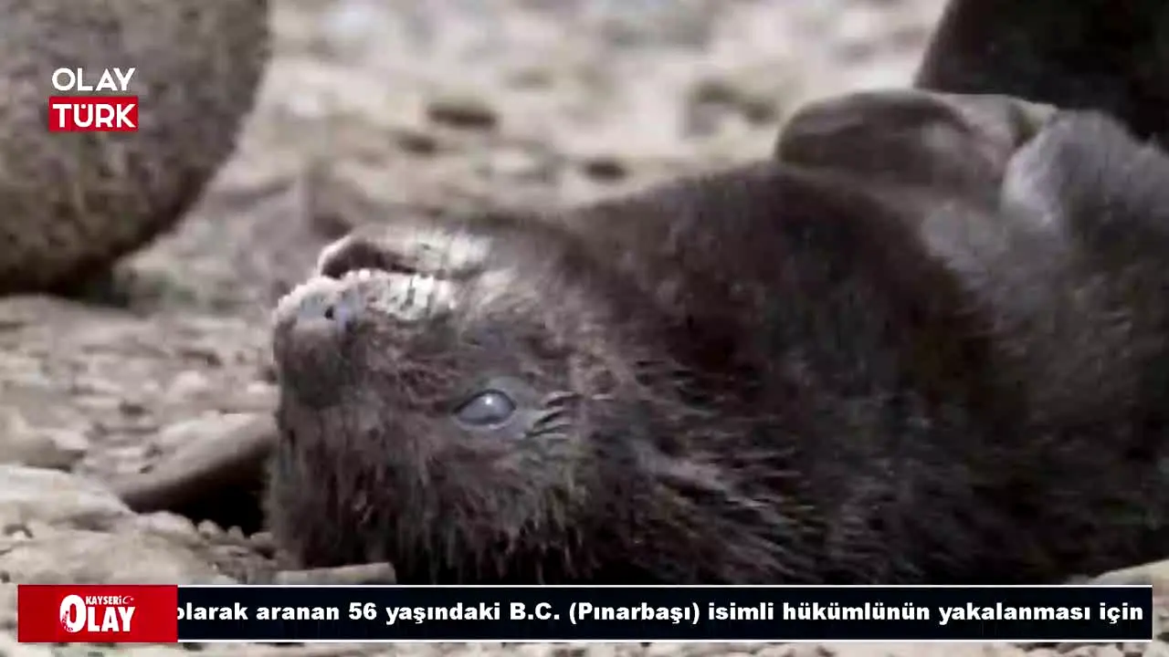 OlayTurk TV live