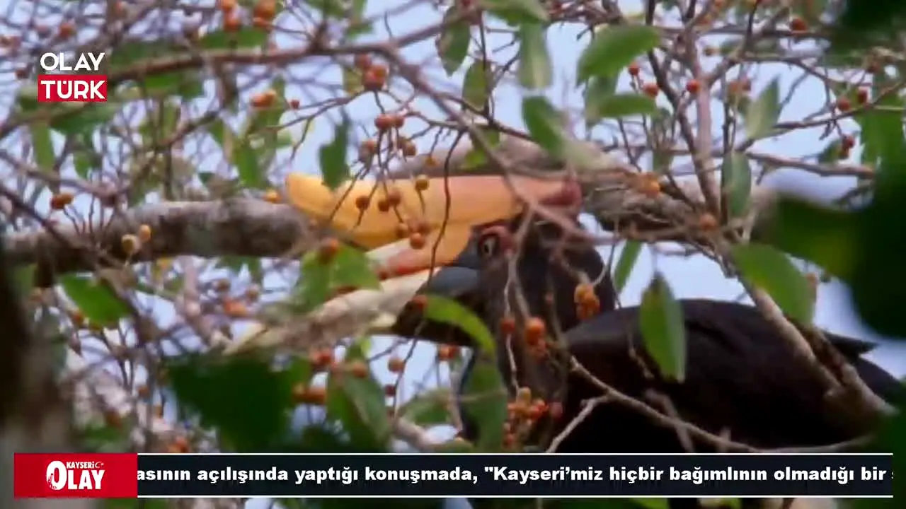 OlayTurk TV na żywo