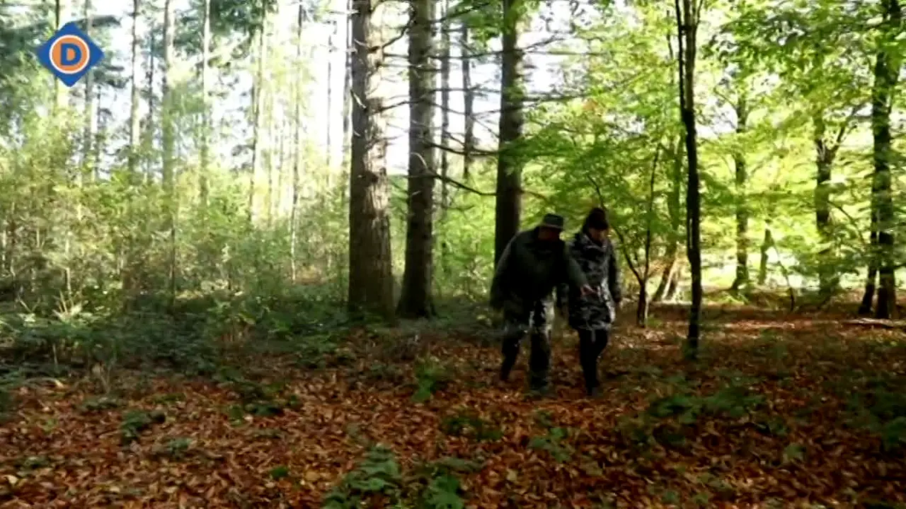 Omroep Dommelland live