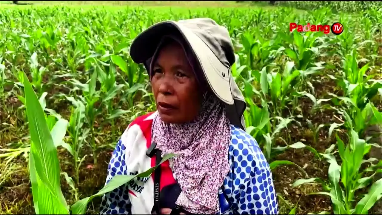 Padang TV — прямой эфир