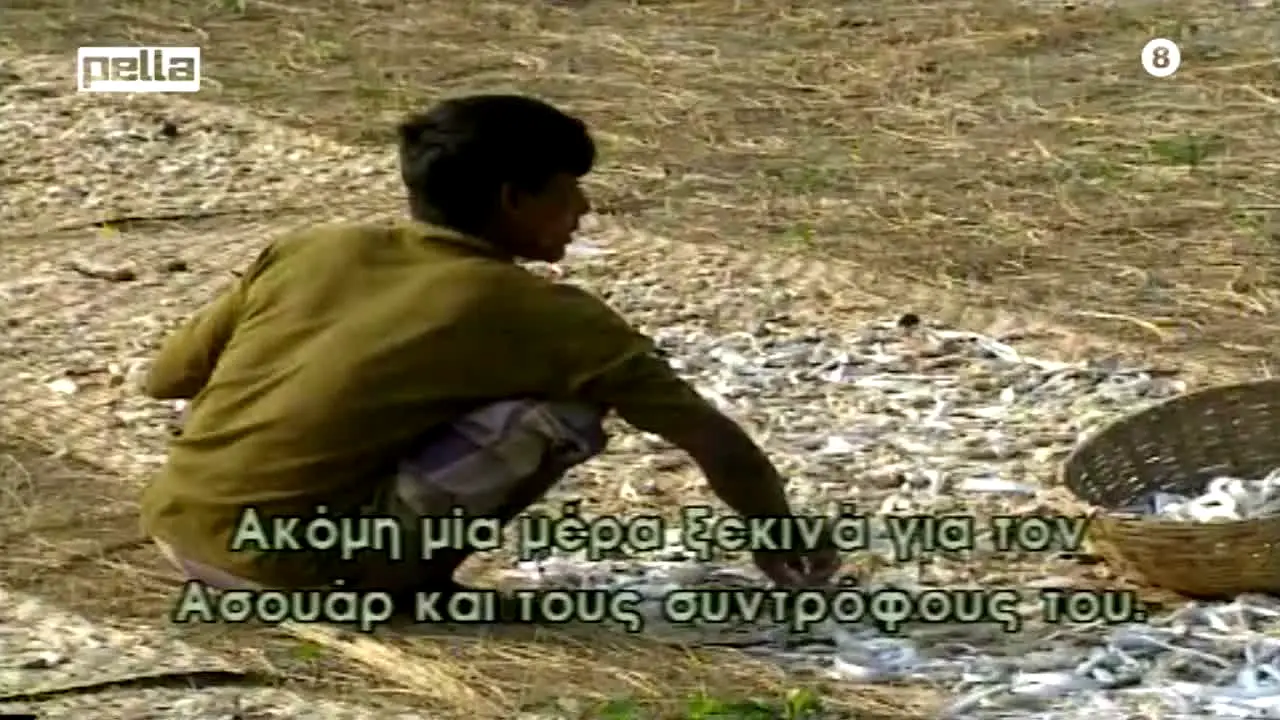 Pella TV in diretta
