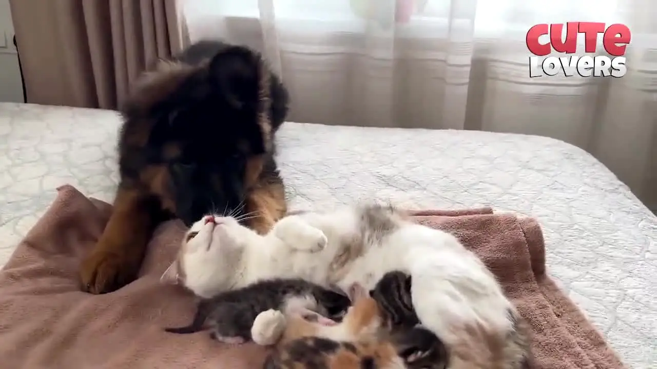 Petlovers TV live