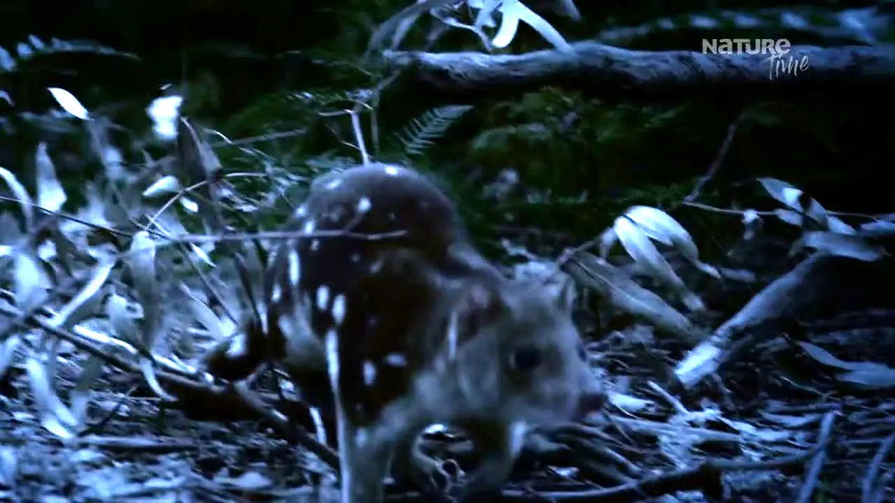 Pluto TV Animais live