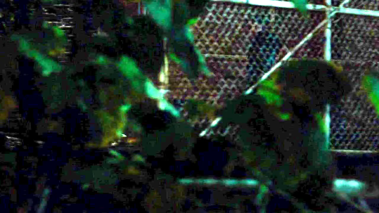 Pluto TV Cine Acción en vivo