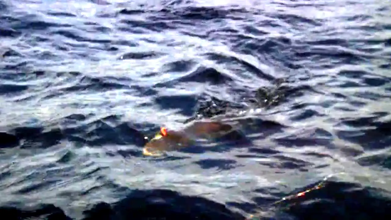 Pluto TV Fishing live