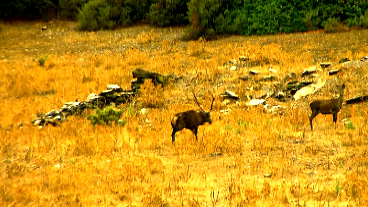 Pluto TV Natura en vivo
