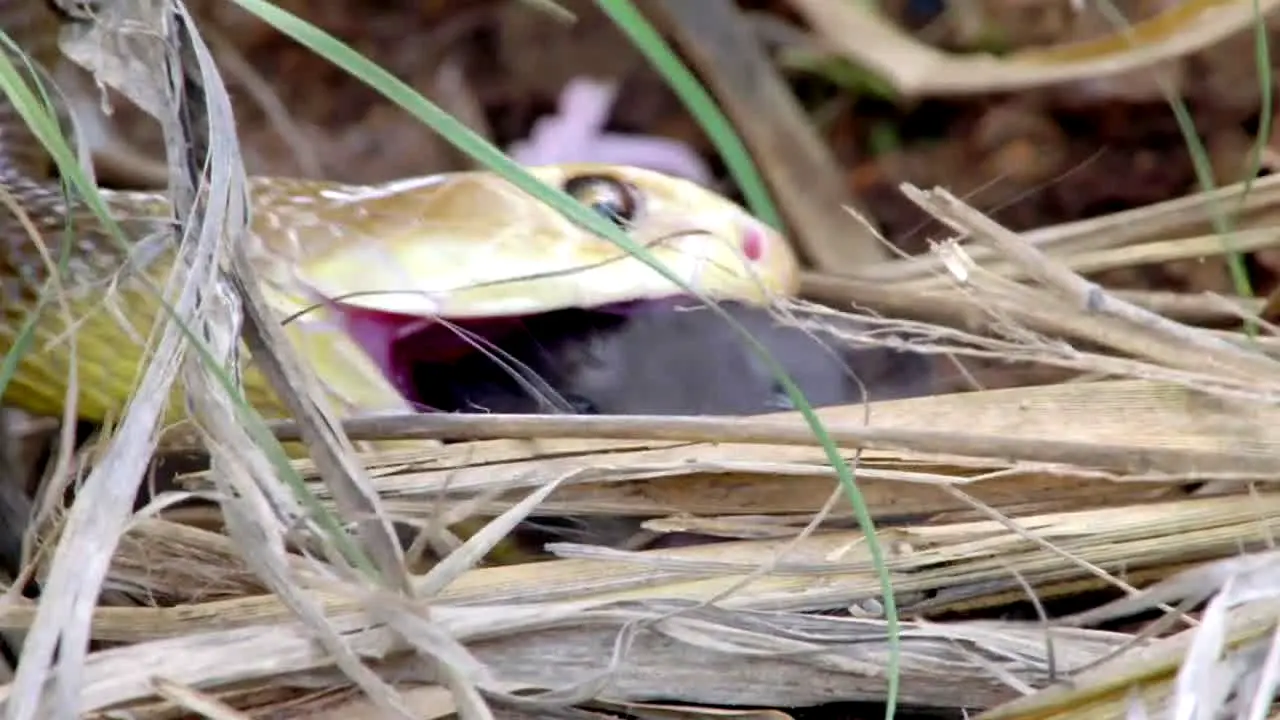Pluto TV Naturaleza live