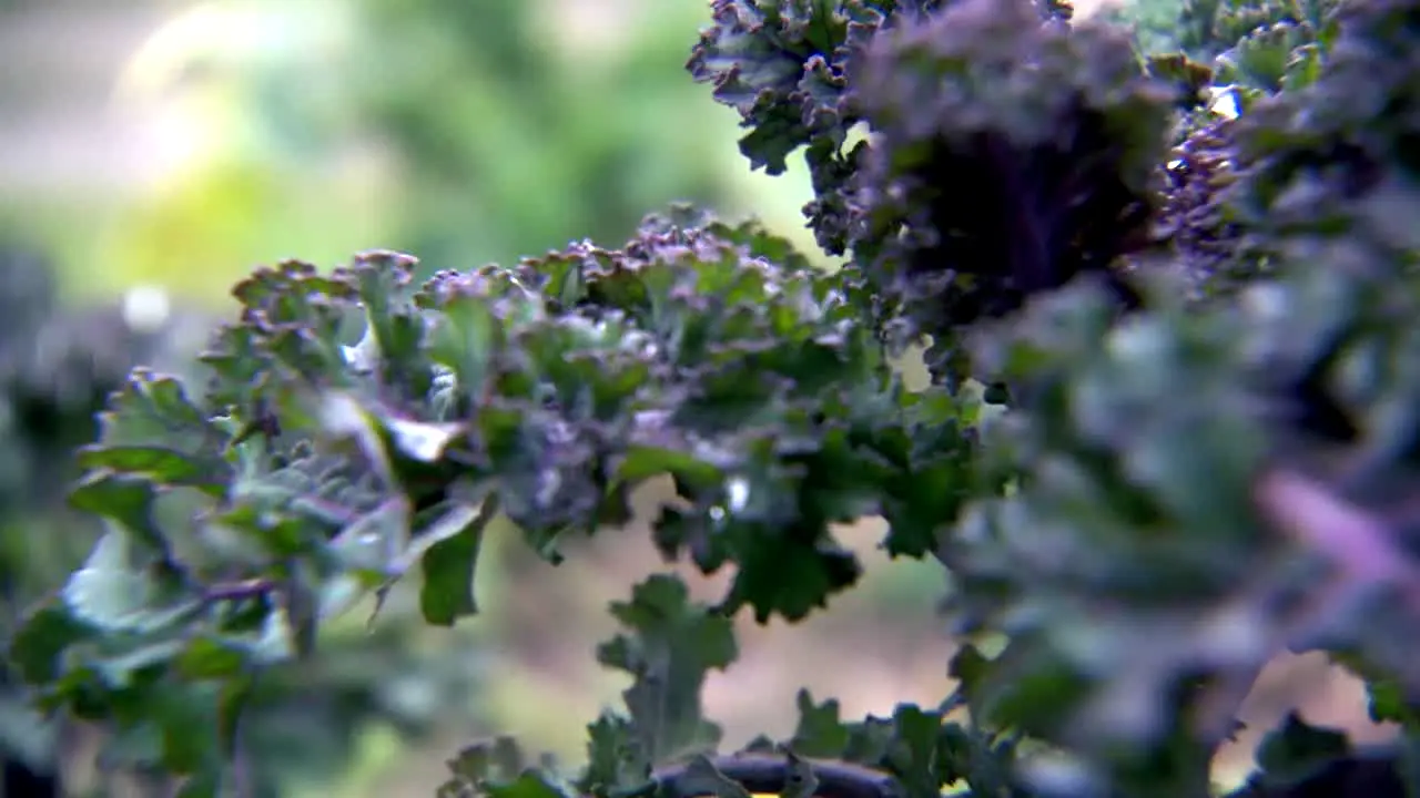Pluto TV Nature en direct