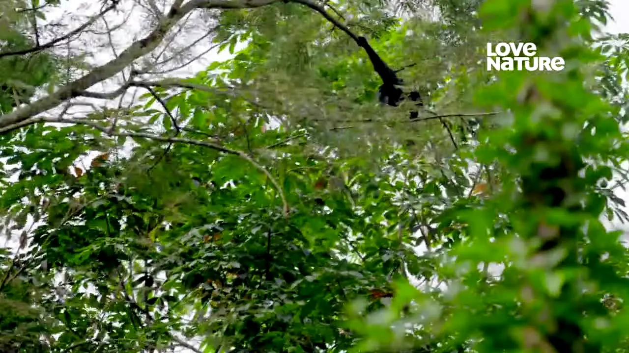 Pluto TV Natureza live