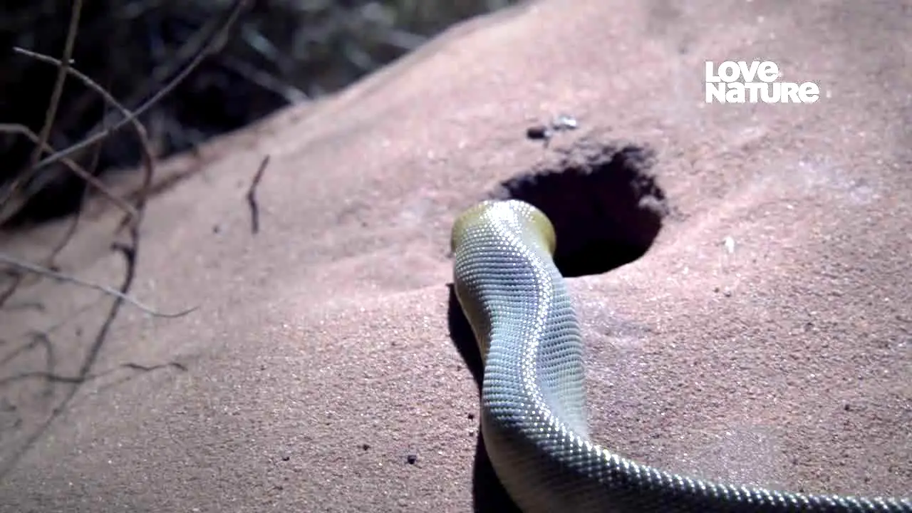 Pluto TV Natureza en vivo