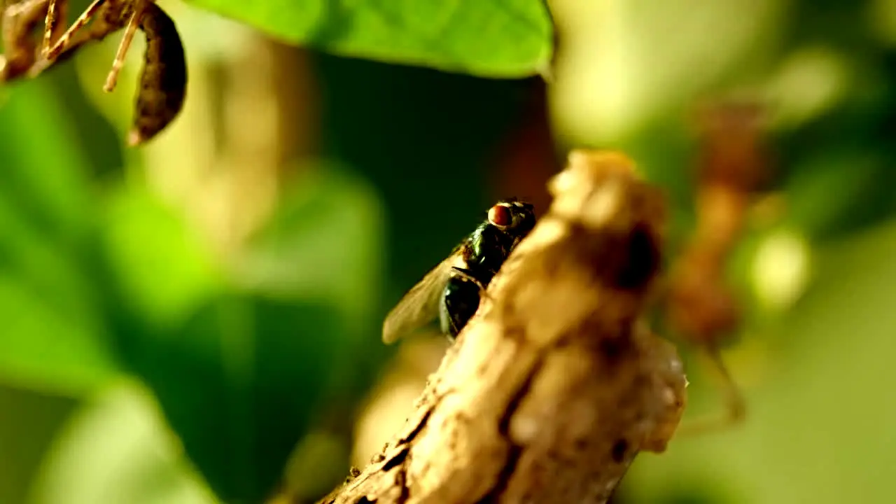 Pluto TV Natureza en direct