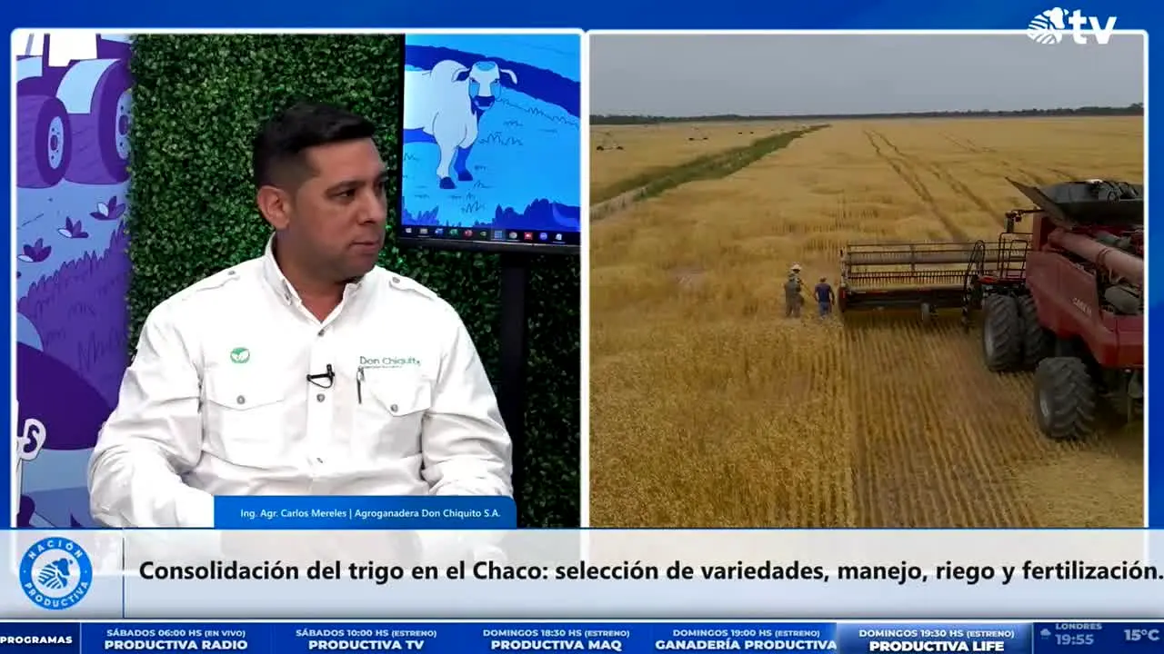 Productiva TV na żywo