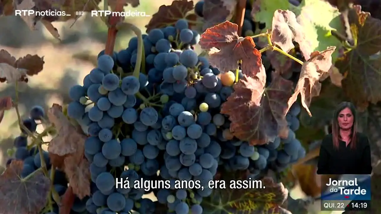 RTP Madeira en direct