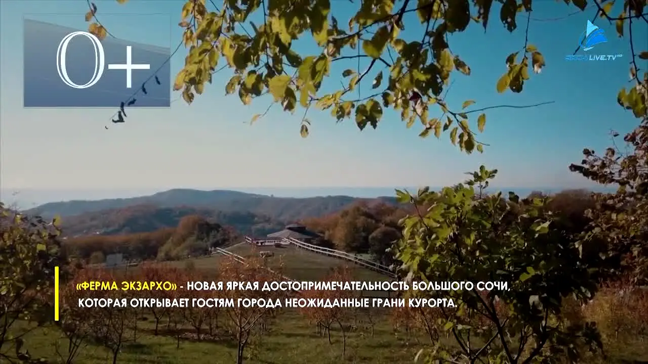 Sochi Live live