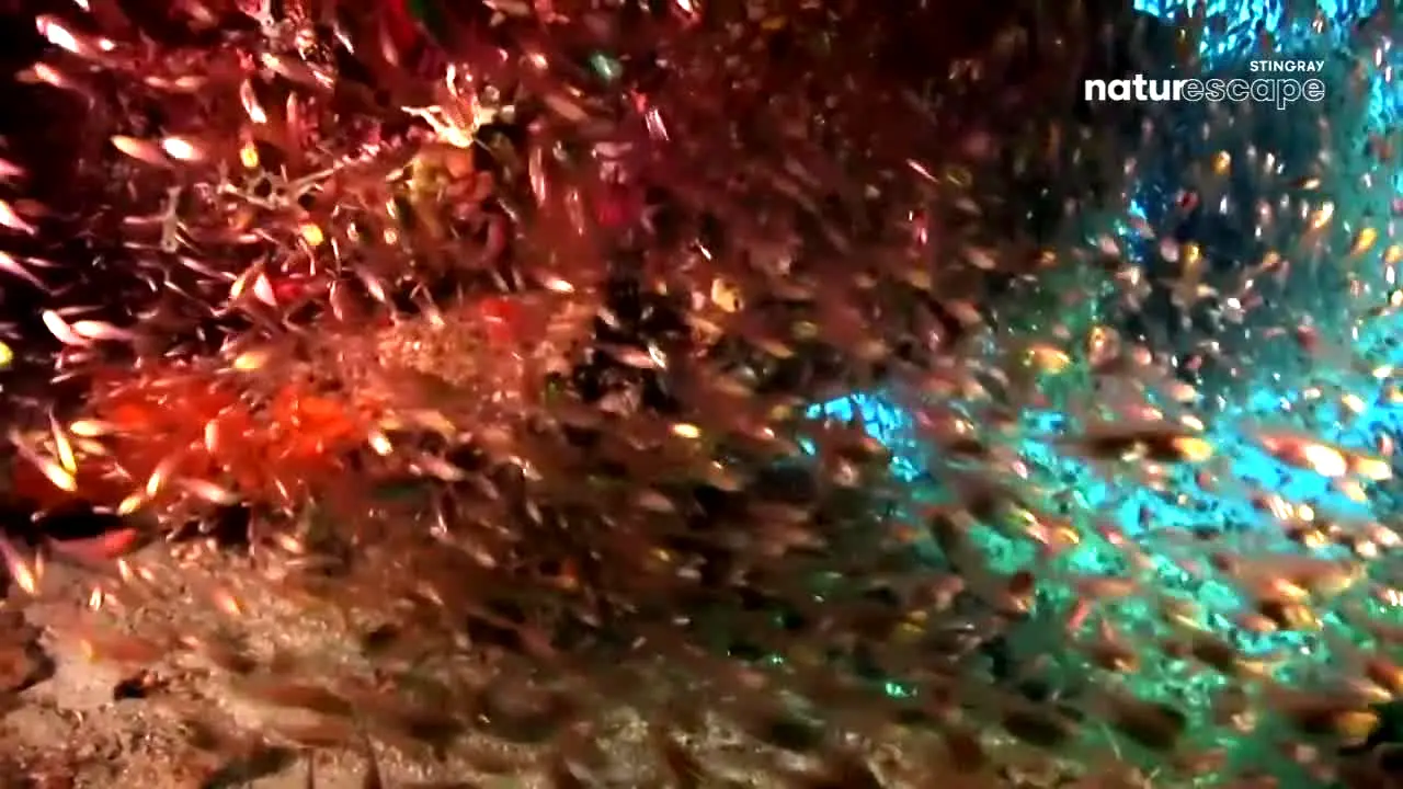 Stingray Naturescape live
