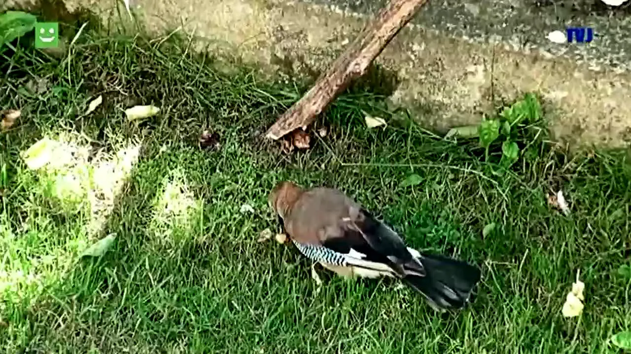 Telewizja Jaslo na żywo