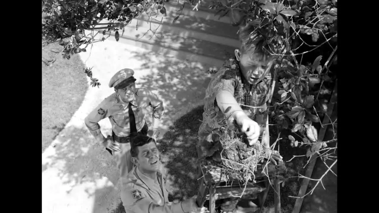 The Andy Griffith Show na żywo