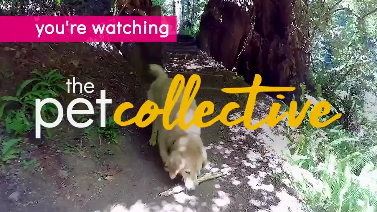 The Pet Collective live