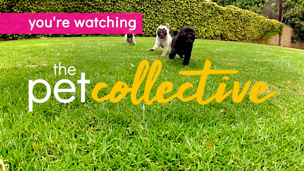 The Pet Collective live