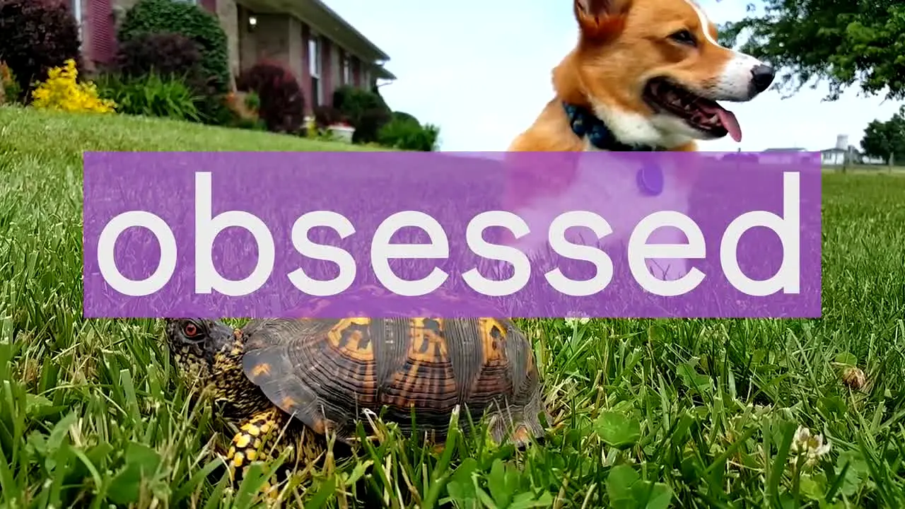 The Pet Collective live