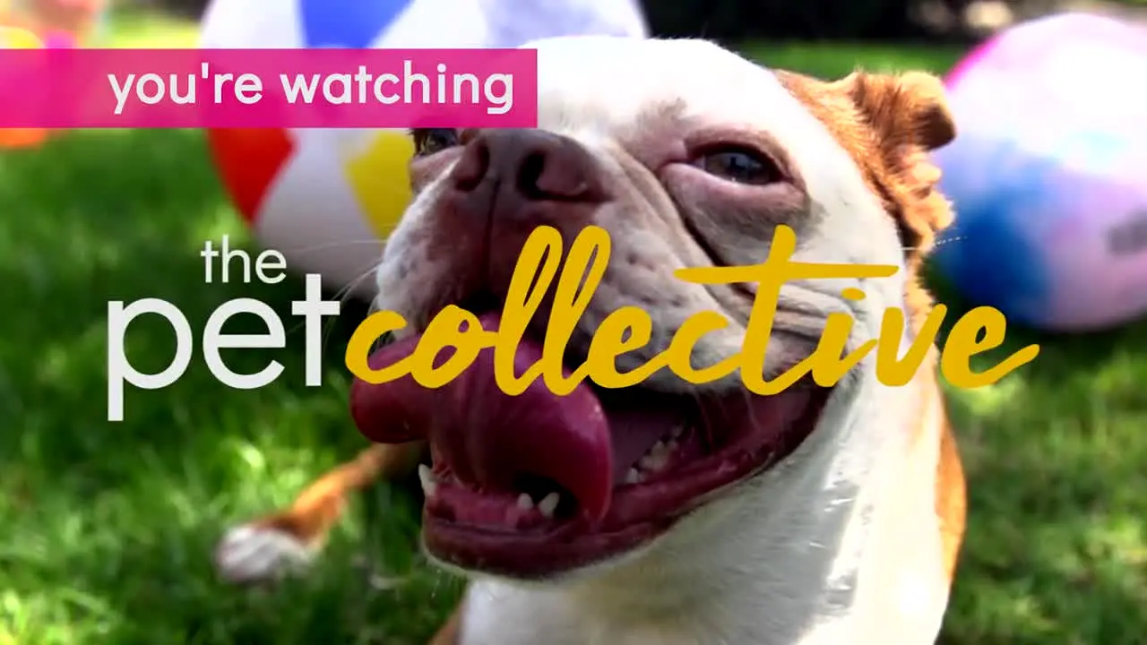 The Pet Collective live