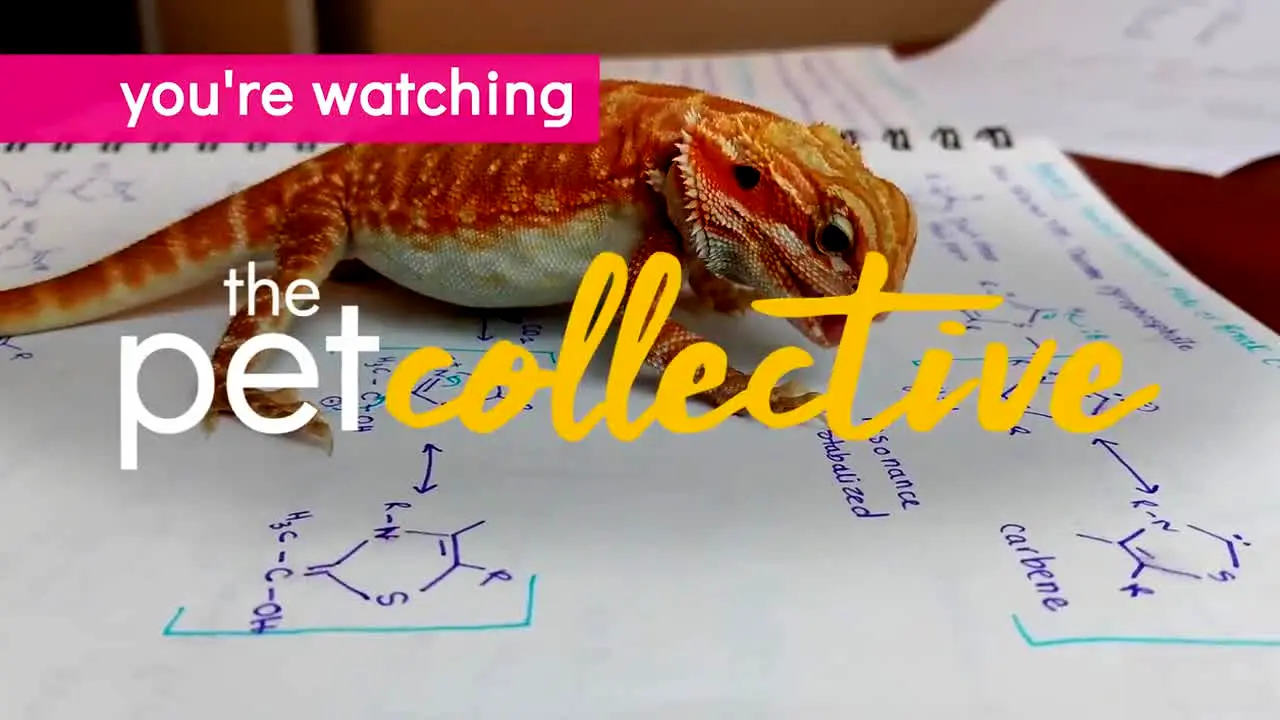 The Pet Collective live
