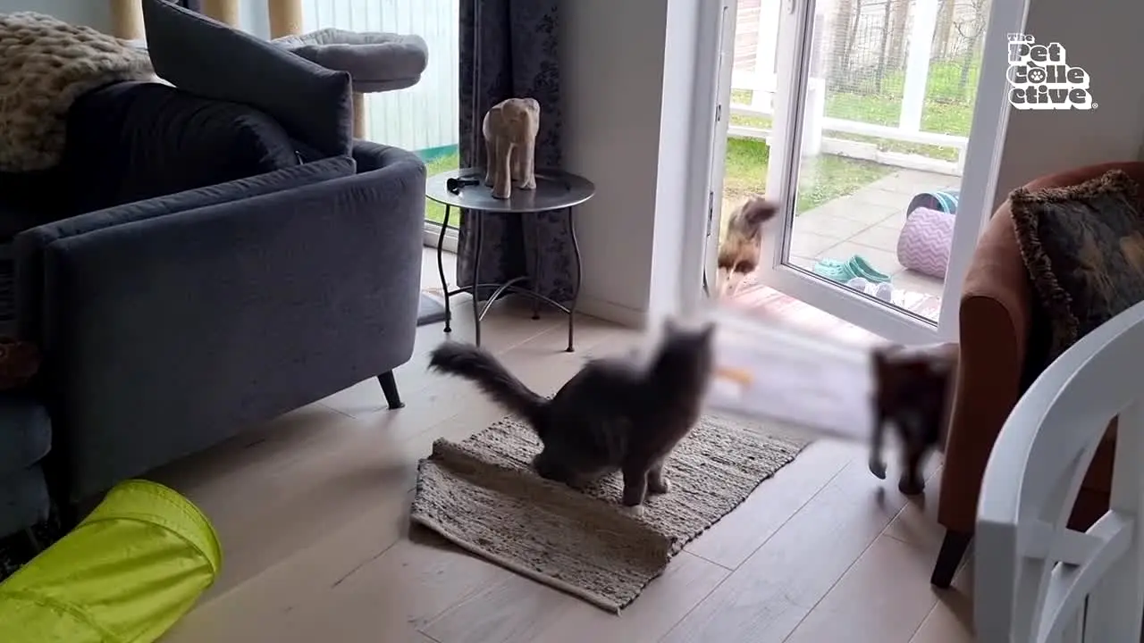 The Pet Collective Australia live