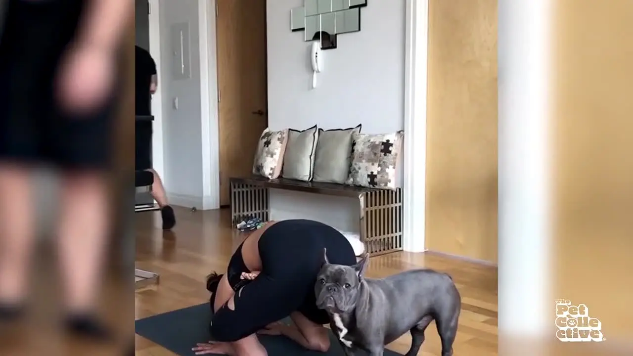 The Pet Collective live