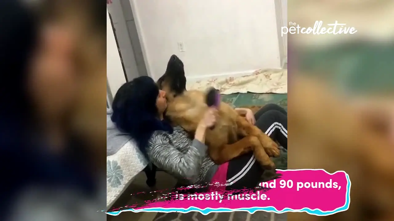 The Pet Collective India live