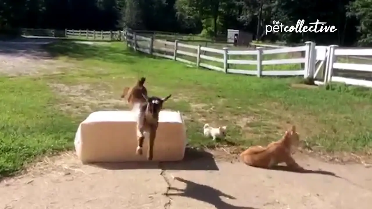 The Pet Collective live