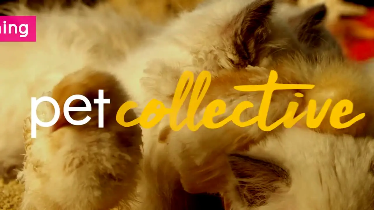 The Pet Collective Sweden live