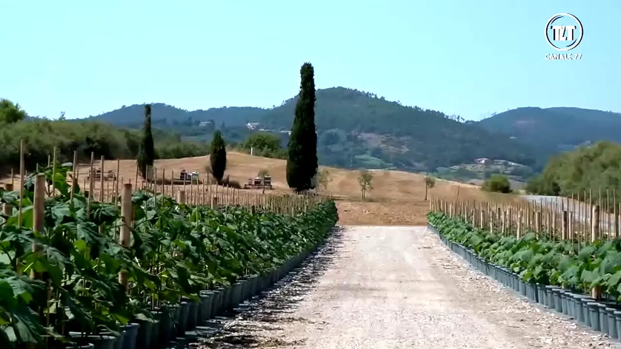 TLT Molise in diretta