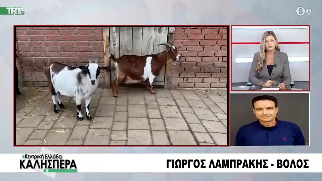 TRT en vivo
