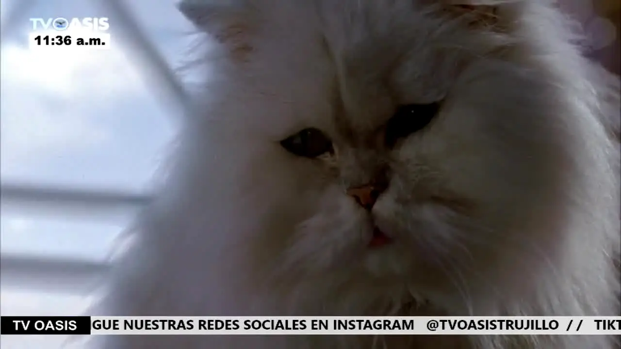 TV Oasis · VE ao vivo